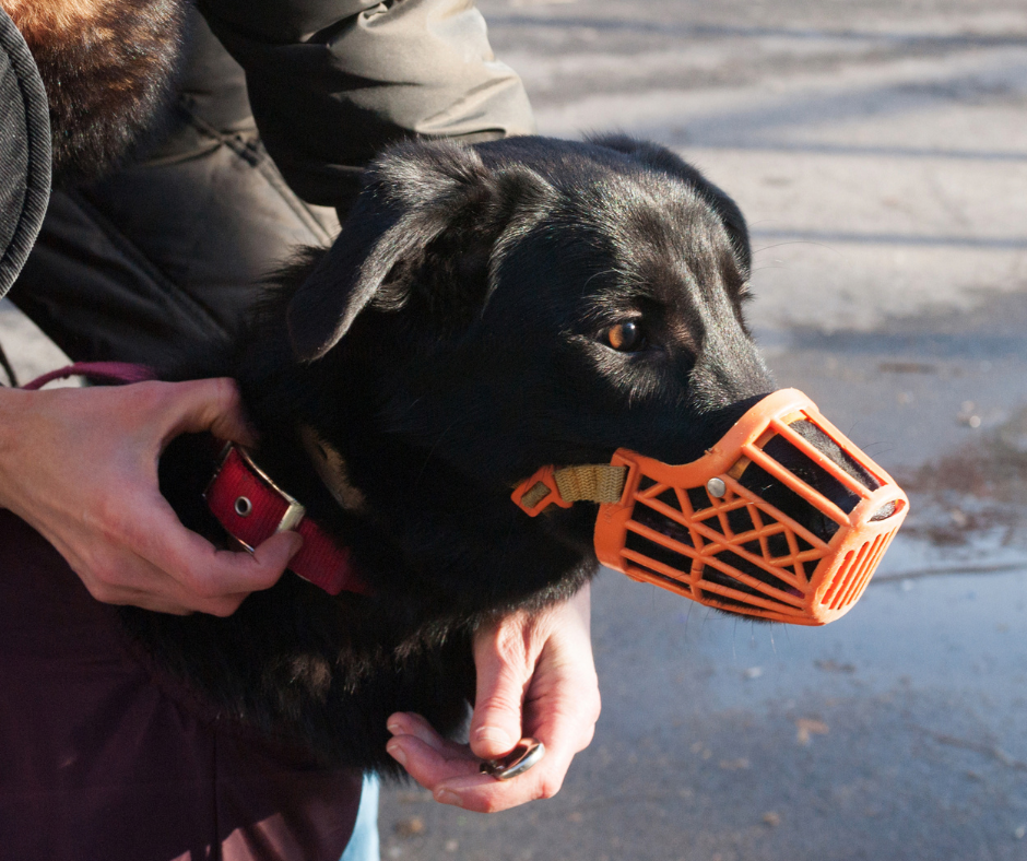Chien avec muselière
