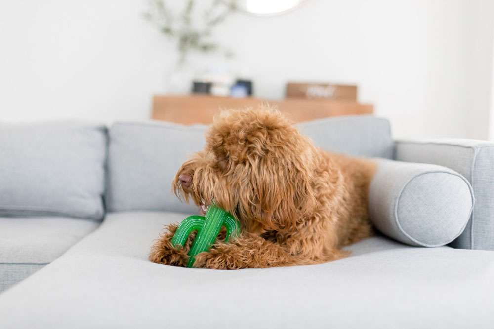 Jouet pour chien cactus résistant