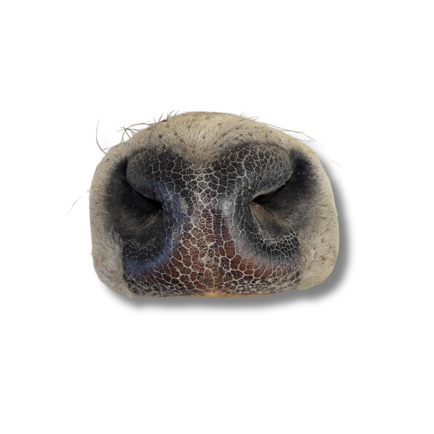 Nez de boeuf déshydraté