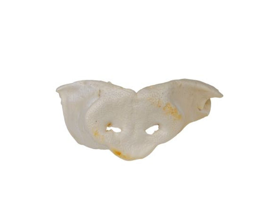 Nez de cochon géant