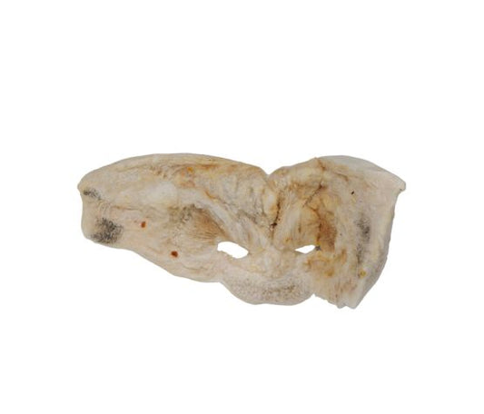 Nez de cochon géant