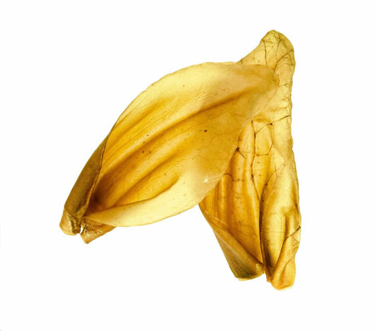 Oreilles de bœuf géantes