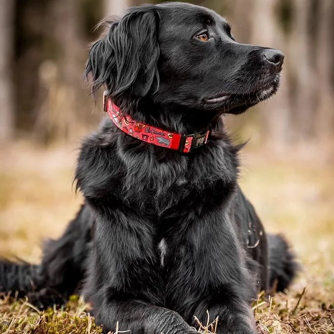 Oh Canada - Collier ajustable - Maître Animalier