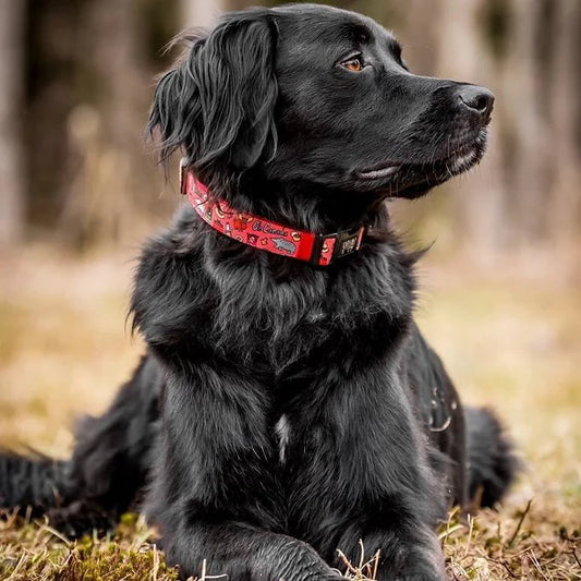 Oh Canada - Collier ajustable - Maître Animalier