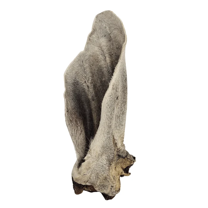 Oreille de bœuf poilue géante